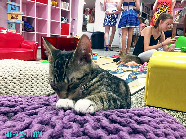 Brisbane Cat Cuddle Cafe review 5