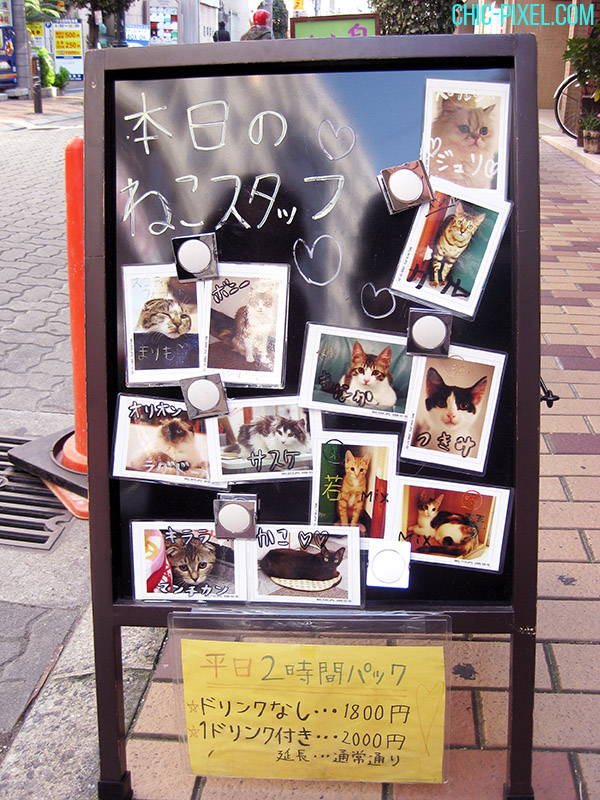 Nyanny Japanese cat cafe